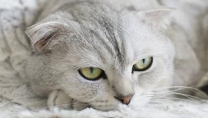 妖精漫画图文教程合集：社区互动、评论区礼仪与玩法分享（2025使用版）